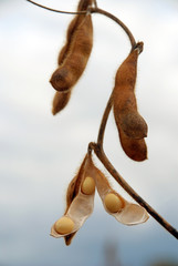 soybean pod in a field ready to be picked