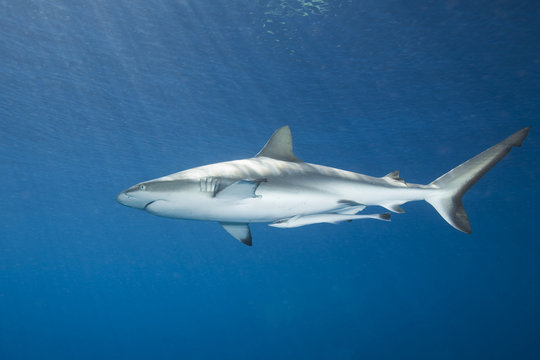 A grey reef, or whaler shark with remora, swimming underwater