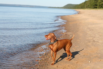 dog on beach brown vizsla