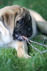 puppy dog chewing stick