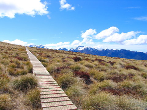 New Zealand Landscape (Track)