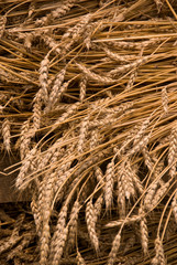 Wheat waiting for threshing