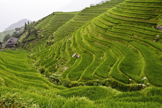 image of classic asian rice field background