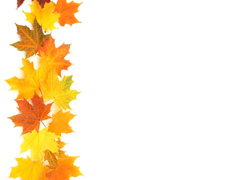Leaves of yellow orange and red color on a light background.