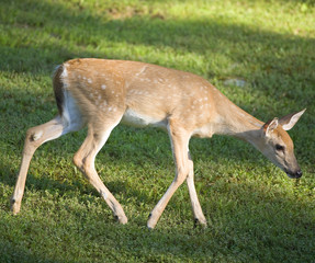 whitetail deer fawn that looks like it's sneaking