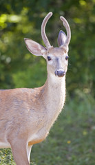 whitetail buck with his antlers still in velvet