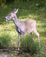 whitetail doe with her mouth open in fall