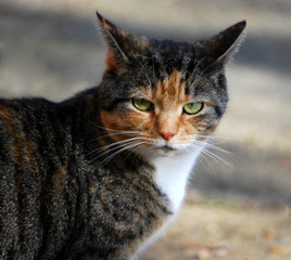 Naklejka premium pretty tabby cat