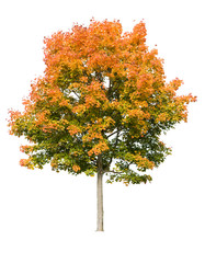 Autumn maple tree isolated on white