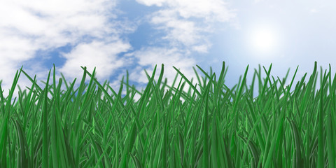 Obraz premium grass and blue sky as a background
