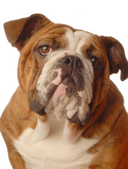 red brindle english bulldog female - one year old
