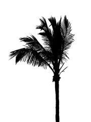 cocotier © Unclesam