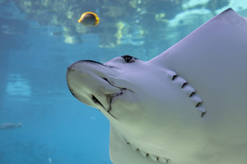 Rayunder