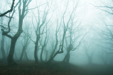 Magic forest of misty