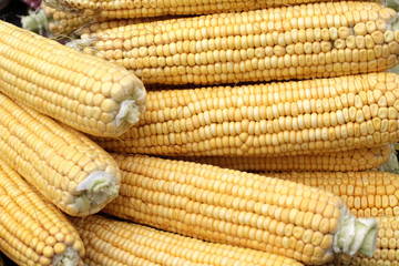 The group of yelloy indian corn as background