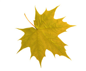 maple leaf isolated on white