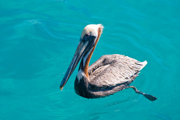 floating pelican in kristal clear sea