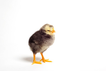 Close up of newborn chick standing on white background