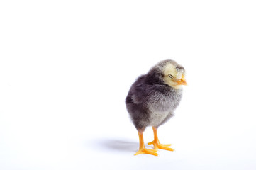 Close up of newborn chick standing on white background