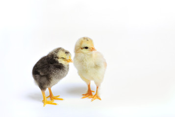 Close up of two newborn chickens on white background