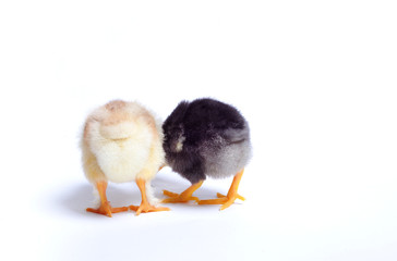 Close up of two newborn chickens on white background