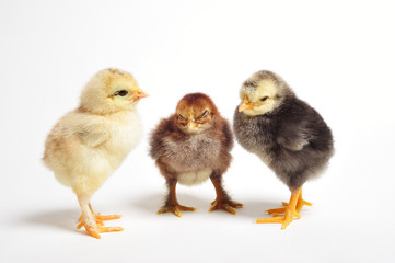 Close up of three newborn chickens at meeting