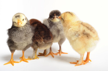 Four chicks in meeteng - white background, close up