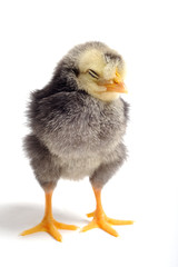 Close up of newborn chick standing on white background