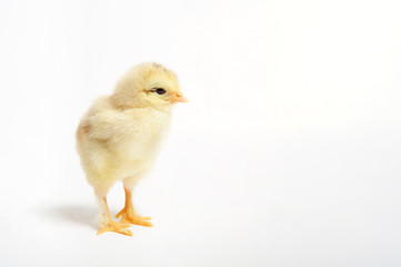 Close up of newborn chick standing on white background