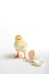 Golden chick standing near his cracked egg