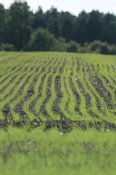 semis de bl&eacute;