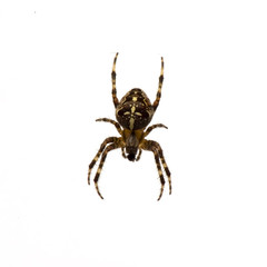 Gartenkreuzspinne (Araneus diadematus)