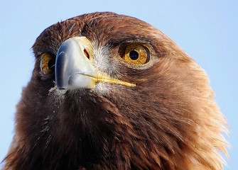 Aigle Royal