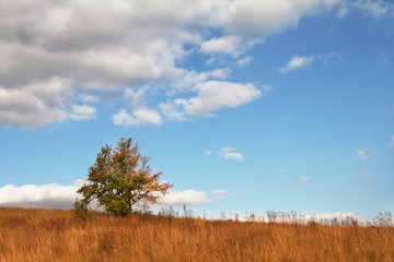 Alone tree