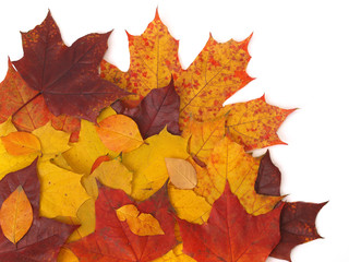 Fall leaves on white background