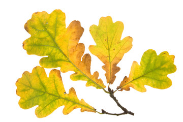 Fototapeta premium Autumn leaves on a white background. Close-up.