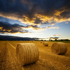 Amazing Golden Hay Bales in a perfect sunset