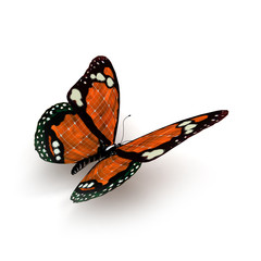 Papillon orange 02