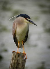 Nycticorax