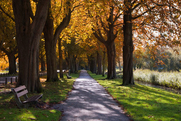 autumn colors in the forest