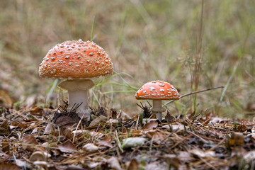 couple of mushrooms, fly agaric (Amanita muscaria)
