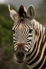 Portrait of a zebra with ears pricked up