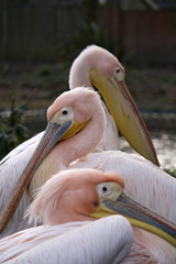 Three Eastern White Pelicans. Focus on the one in the middle.