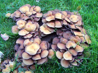 Fototapeta premium champignons de souche