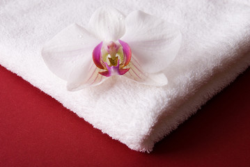 Obraz na płótnie Canvas Ręcznik plażowy z białych orchidei