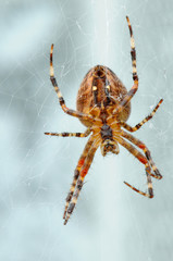 Spinne 3