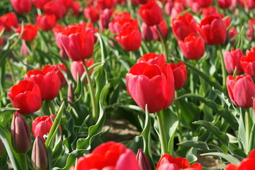 Fototapeta premium tulipe