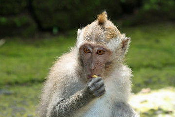 Jeune singe à Monkey Forest, Ubud - Bali