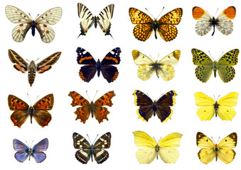 Fototapeta na wymiar pojedyncze motyle