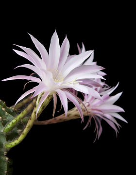 Cactus Blossoms On Black Background